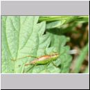 Conocephalus dorsalis - Kurzflueglige Schwertschrecke w02a OS-Hellern-Feuchtwiese.jpg